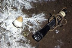 toadstool-near-Dust-Bag-aven